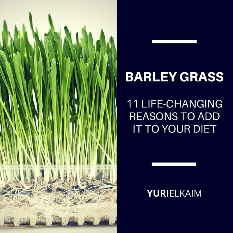 11 LifeChanging Reasons to Add Barley Grass into Your Diet Yuri Elkaim