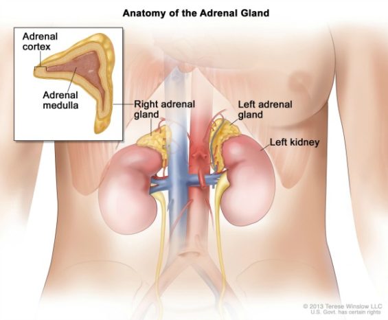 where is my adrenal gland located