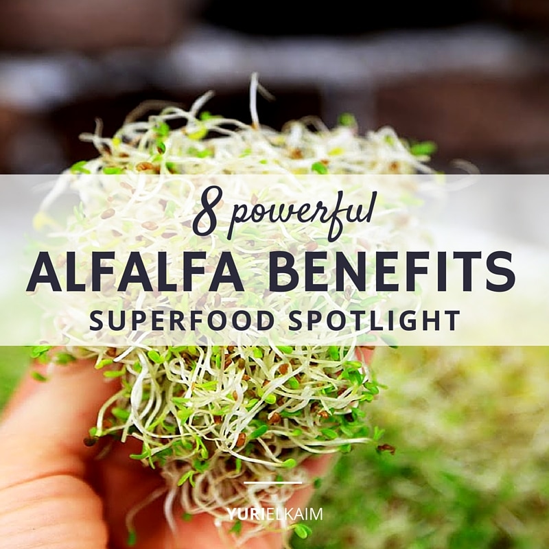 Superfood Spotlight- 8 Powerful Alfalfa Benefits 
