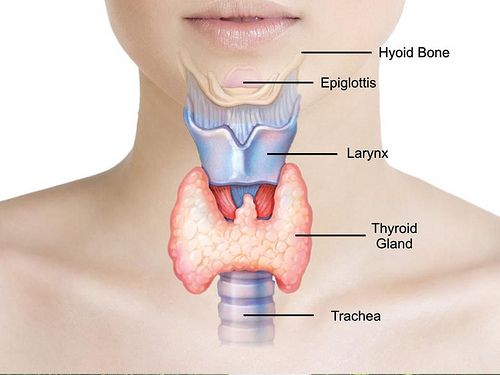 what does iodine do for the thyroid