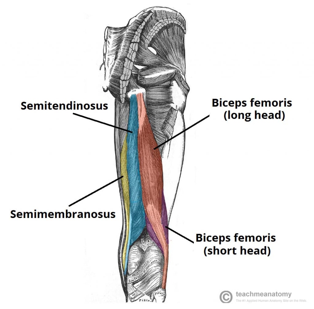The Ultimate Cheatsheet To The Best Bodyweight Hamstring Exercises 