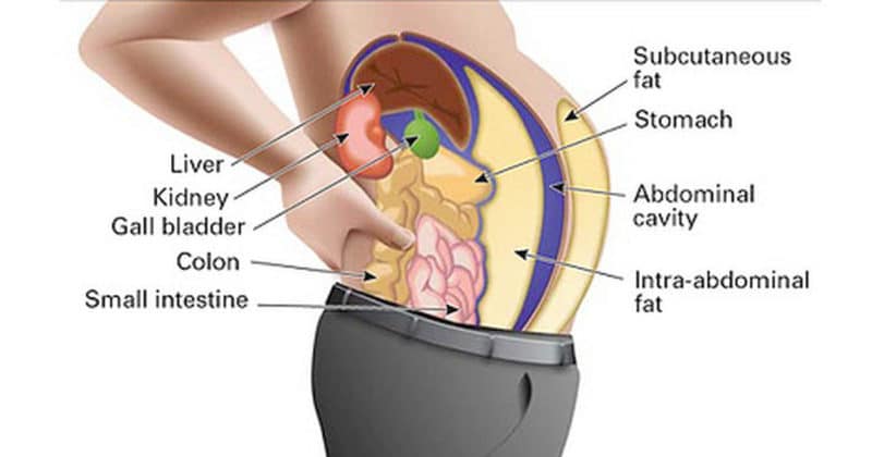 Main Detoxification Organs - Liver, Kidney, Gallbladder